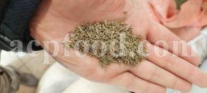 Bulk Cumin Seeds for sale. Cumin Wholesaler, Supplier, Exporter and Provider. Buy Cuminum Cyminum Seeds with the Best Quality and Price.