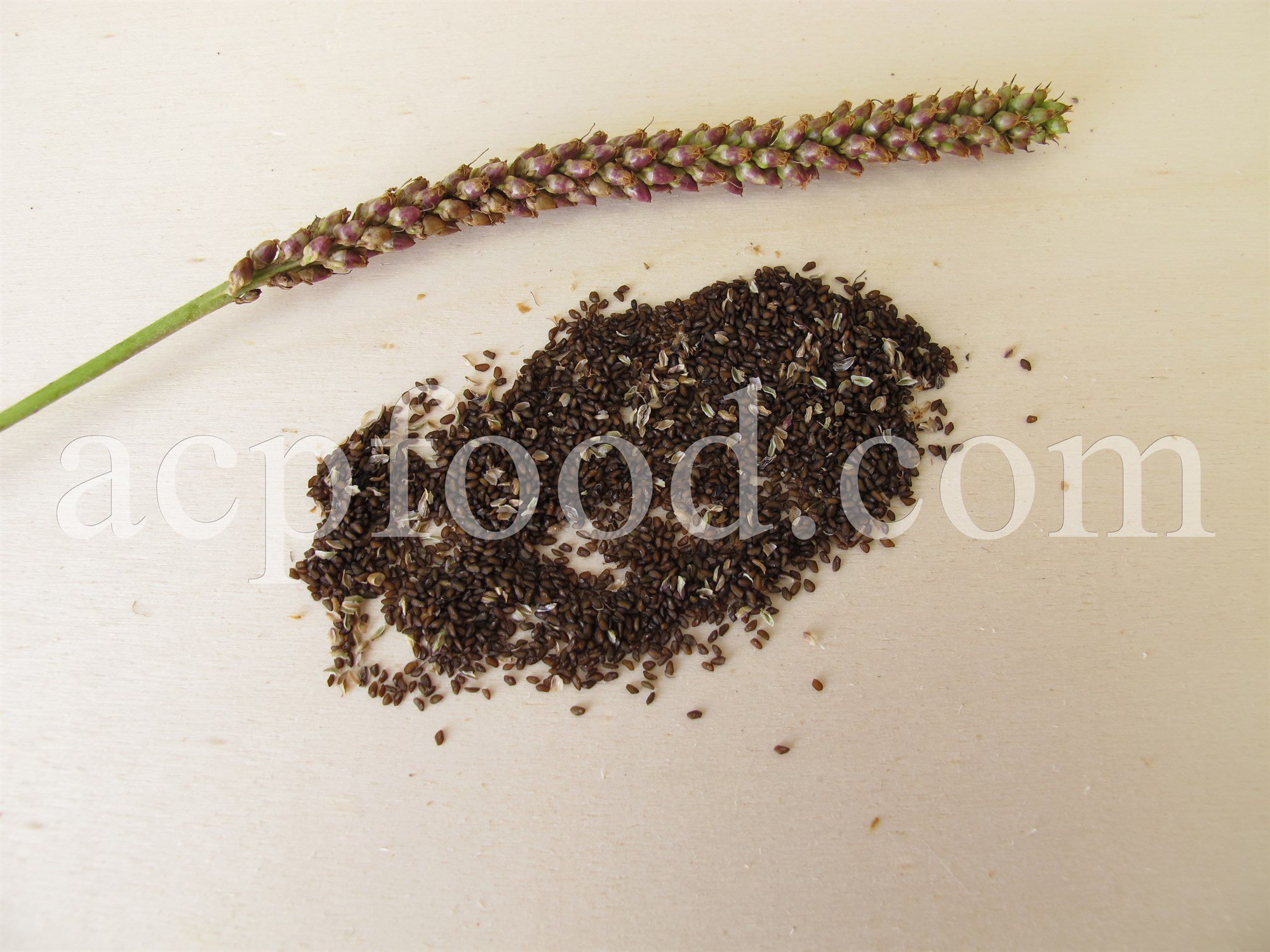 Image of Broadleaf plantain seeds