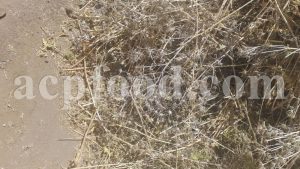 High Quality Bulk Eryngo for sale. Blue Eryngo and Sea-holly Wholesaler, Supplier, Exporter and Provider. Buy best quality Eryngium planum and Eryngium maritimum with the best price.