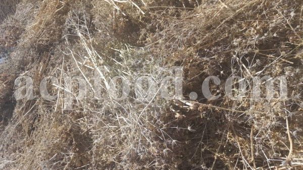 High Quality Bulk Eryngo for sale. Blue Eryngo and Sea-holly Wholesaler, Supplier, Exporter and Provider. Buy best quality Eryngium planum and Eryngium maritimum with the best price.