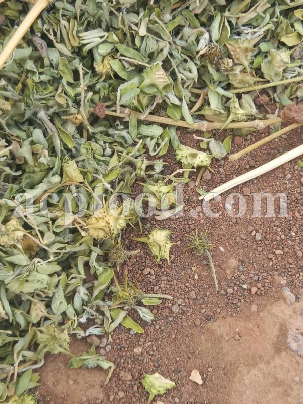 Bulk Tribulus Terrestris for sale. High quality Caltrops wholesaler, supplier, exporter and provider. Buy best quality Puncture Vine with the best price.
