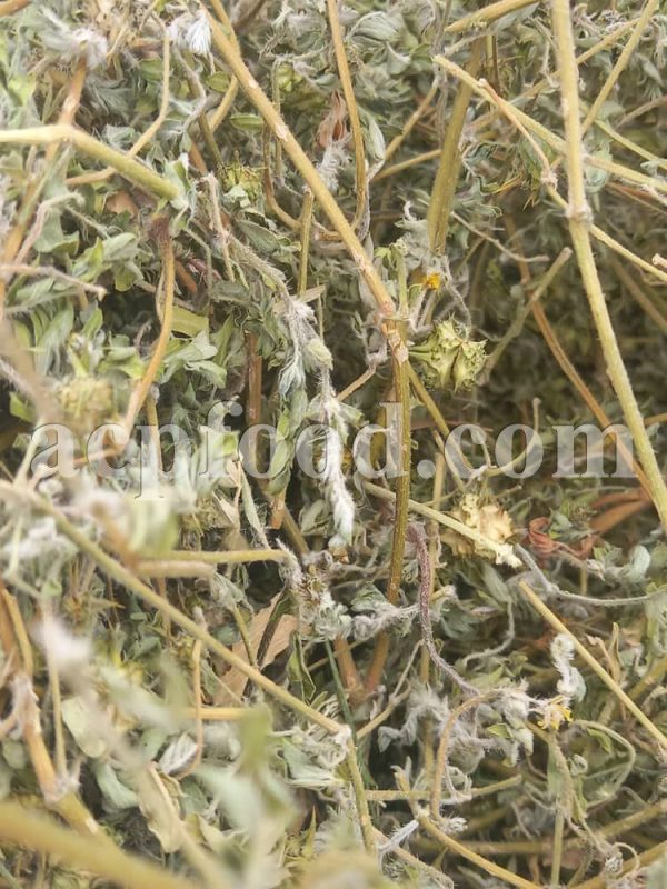 Bulk Tribulus Terrestris for sale. High quality Caltrops wholesaler, supplier, exporter and provider. Buy best quality Puncture Vine with the best price.