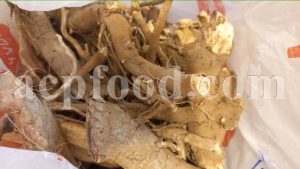 Asclepias procera root buy.