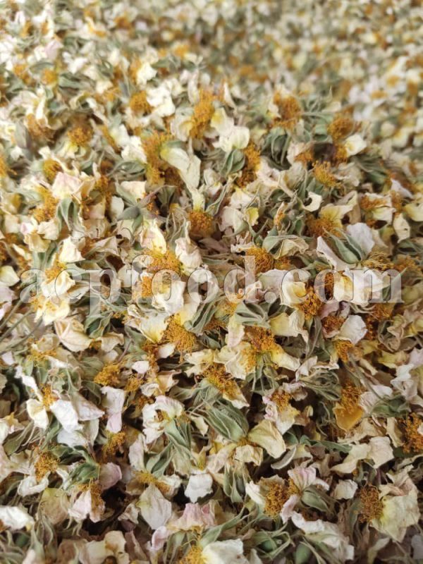 Bulk Rosa canina Flowers for Sale. Rose Hips Flowers Wholesaler, Supplier, Exporter and Provider. Buy Extraordinary Dog Rose with the Best Price from ACPFOOD.