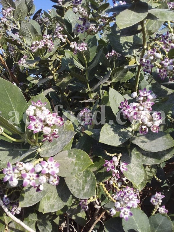 Bulk Calotropis for sale. Calotropis procera and Calotropis gigantea Sap, Flowers, Roots and Leaves Wholesaler, Supplier, Exporter and Provider. Buy High Quality Calotropis with the Best Price.
