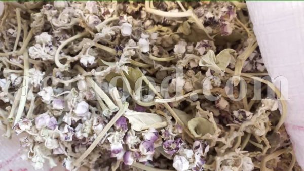 Bulk Calotropis for sale. Calotropis procera and Calotropis gigantea Sap, Flowers, Roots and Leaves Wholesaler, Supplier, Exporter and Provider. Buy High Quality Calotropis with the Best Price.