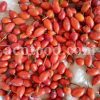 Bulk Rose Hips Dried Fruits for Sale. Bulk Rosa Canina Dried Fruits and Flowers Wholesaler, Supplier, Exporter and Provider. Buy Best Quality Dog Rose with the Best Price.
