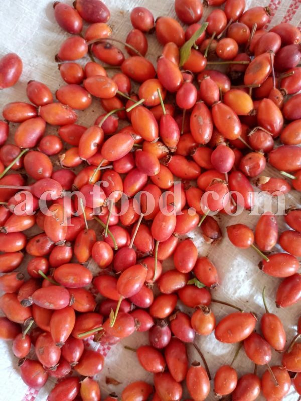 High Quality Rose Hips Dried Fruits for Sale. Bulk Rosa canina Dried Fruits Wholesaler, Supplier, Exporter and Provider. Buy Best Quality Dog Rose with the Best Price.