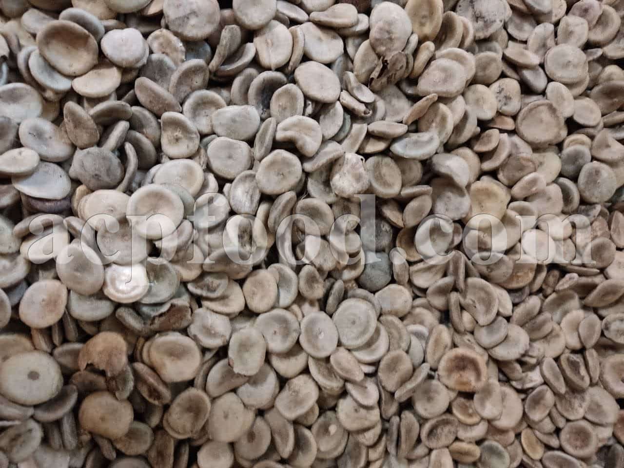 bulk Nux Vomica seeds and roots for sale. Strychnos nux-vomica Seeds and Roots Wholesaler, Supplier, Exporter and Provider. Buy High Quality Kuchla with the Best Price.