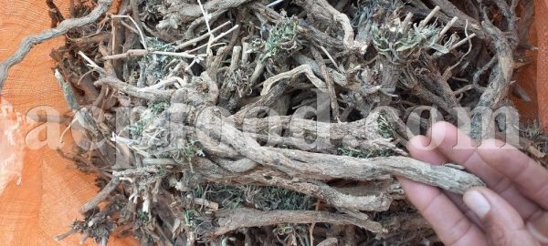 Cichorium intybus root wholesale price.