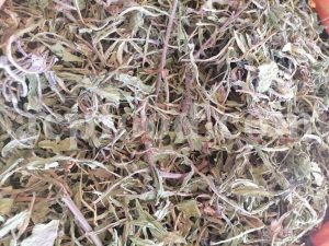 Bulk Chicory Root for sale. Chicory Leaves Wholesaler, Supplier, Exporter and Provider. Buy Chicory Stems with the Best Quality and Prices.