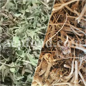 Bulk Chicory Root for sale. Chicory Leaves Wholesaler, Supplier, Exporter and Provider. Buy Chicory Stems with the Best Quality and Prices.