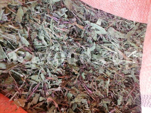 Bulk Chicory Root for sale. Chicory Leaves Wholesaler, Supplier, Exporter and Provider. Buy Chicory Stems with the Best Quality and Prices.