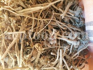 Bulk Chicory Root for sale. Chicory Leaves Wholesaler, Supplier, Exporter and Provider. Buy Chicory Stems with the Best Quality and Prices.