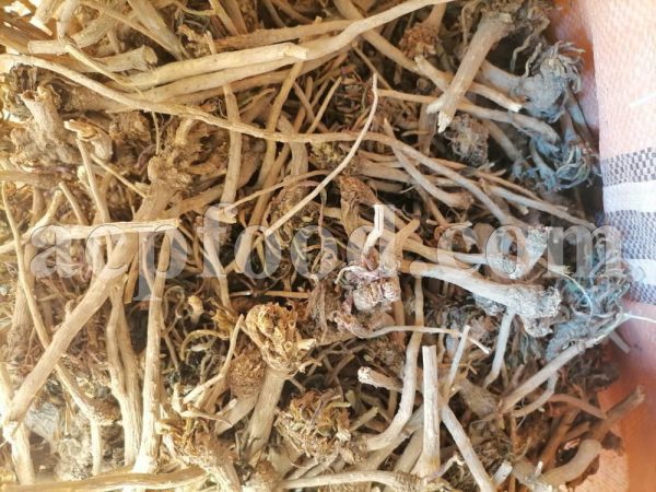 Chicory root price.