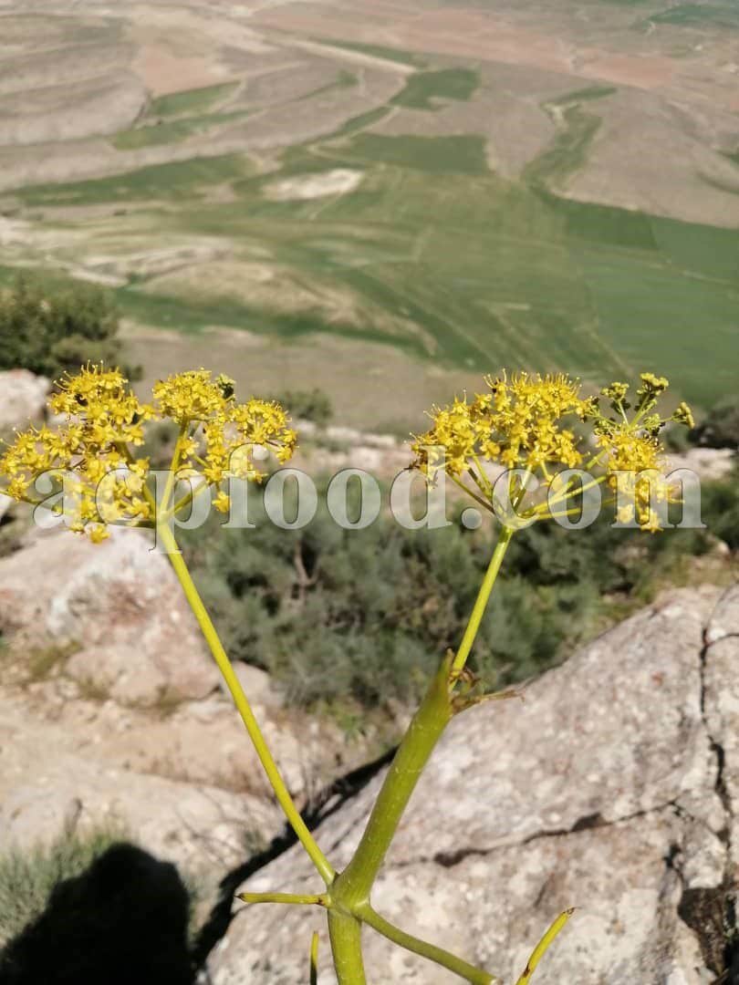 Interesting Medicinal Properties Of Galbanum