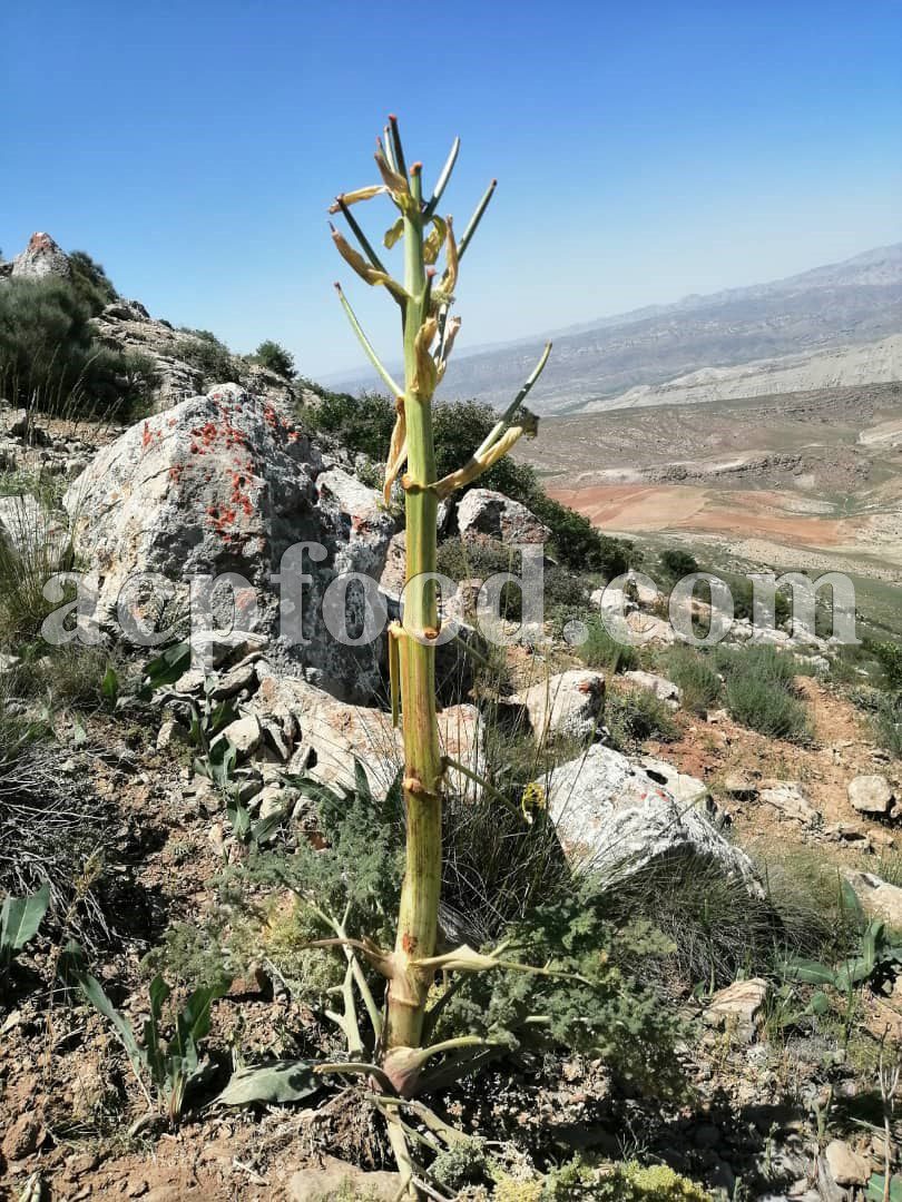 Pain killer effect of Galbanum.