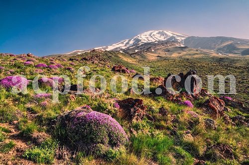 Cold and dry climate. The diversity of Persian plants.