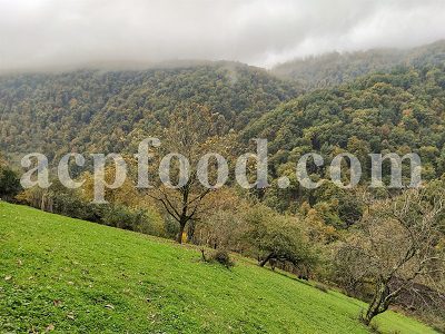 Cold and moist climate. The diversity of Persian plants.