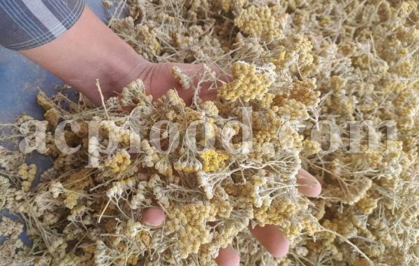 Bulk Yarrow Flowers for Sale. White and Yellow Yarrow Flowers Wholesaler, Supplier, Exporter and Provider. Buy High Quality Achillea Millefolium Dried Flowers with the Best Price.