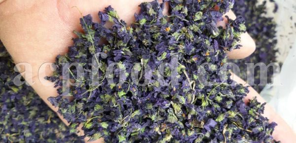 Sweet Blue Violets for sale. Viola odorata wholesaler.