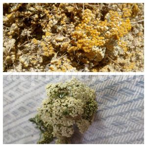 Bulk Yarrow Flowers for Sale. White and Yellow Yarrow Flowers Wholesaler, Supplier, Exporter and Provider. Buy High Quality Achillea millefolium Flowers with the Best Price.