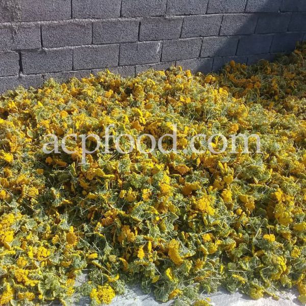 Bulk Yarrow Flowers for Sale. White and Yellow Yarrow Flowers Wholesaler, Supplier, Exporter and Provider. Buy High Quality Achillea Millefolium Dried Flowers with the Best Price.