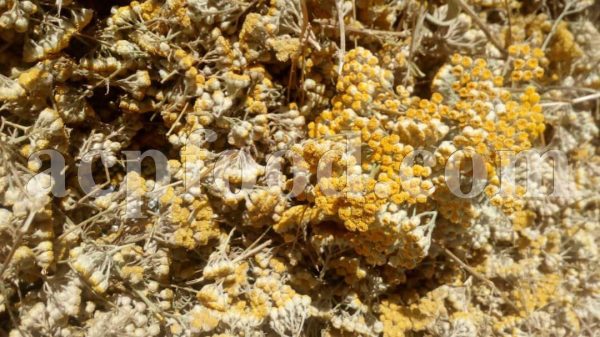 Bulk Yarrow Flowers for Sale. White and Yellow Yarrow Flowers Wholesaler, Supplier, Exporter and Provider. Buy High Quality Achillea millefolium Flowers with the Best Price.
