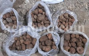Bulk Black Truffles for sale. Tuber melanosporum mushrooms Wholesaler, Supplier, Exporter and Provider. Buy High Quality Truffles with the Best Price.