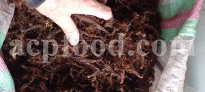 Bulk Polypody Root for Sale. Adder's Fern Wholesaler, Supplier, Exporter and Provider. Buy Polypodium vulgare Root with the Best Quality and Price.