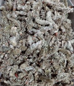 Bulk Dried Musk Willow Flowers for Sale. Musk Willow Wholesaler, Supplier, Exporter and Provider. Buy High Quality Salix Aegyptiaca Dried Flowers with the Best Price.