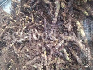 Bulk Adder's Fern Root for Sale. Common Polypody Wholesaler, Supplier, Exporter and Provider. Buy Polypodium vulgare Root with the Best Quality and Price.