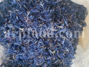Bulk Cornflower petals for Sale. Centaurea cyanus flower Wholesaler, Supplier, Exporter and Provider. Buy High Quality Bachelor's Button with the Best Price.
