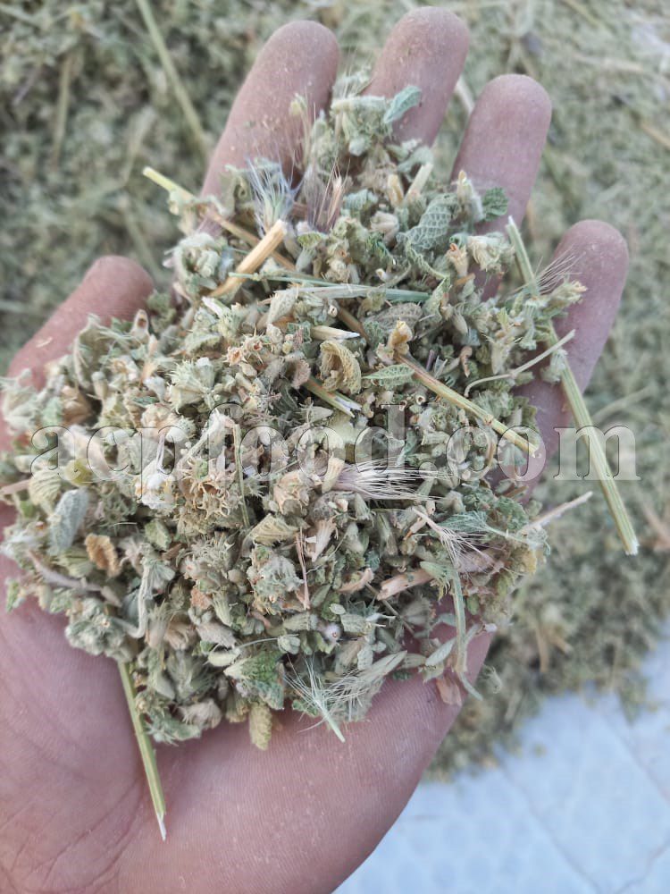 Bulk Marrubium vulgare for Sale. Horehound Wholesaler, Supplier, Exporter and Provider. Buy dried Horehound leaves with the best price.