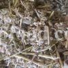 Bulk Marrubium vulgare for Sale. Horehound Wholesaler, Supplier, Exporter and Provider. Buy dried Horehound leaves with the best price.