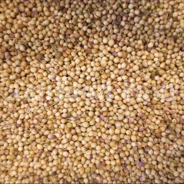 Bulk Coriander Seeds for Sale. Coriandrum sativum Seeds Wholesaler, Supplier, Exporter and Provider. Buy Best Quality Cilantro Seed with the Best Price.