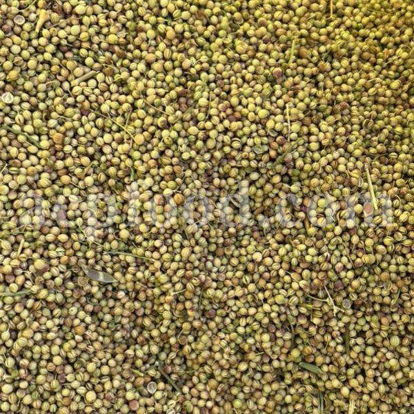 Bulk Coriander Seeds for Sale. Coriandrum sativum Seeds Wholesaler, Supplier, Exporter and Provider. Buy Best Quality Cilantro Seed with the Best Price.