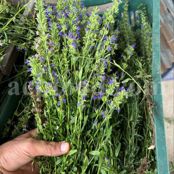 Bulk Hyssop for Sale. Hyssopus officinalis Wholesaler, Supplier, Exporter and Provider. Buy Best Quality Hyssops with the Best Price.