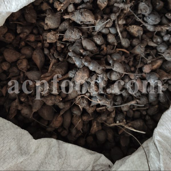 Bulk Cyperus rotundus tubers for Sale. Nutgrass rhizomes Wholesaler, Supplier, Exporter and Provider. Buy aromatic Nut Grass rhizome with the Best Price.