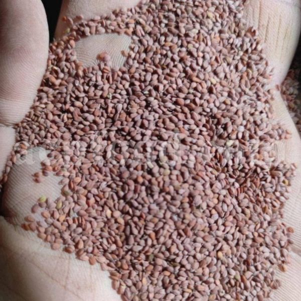 Bulk Alyssum Seeds for Sale. Alyssum alyssoides Seeds Wholesaler, Supplier, Exporter and Provider. Buy High Quality Pale Madwort Seed with the Best Price.