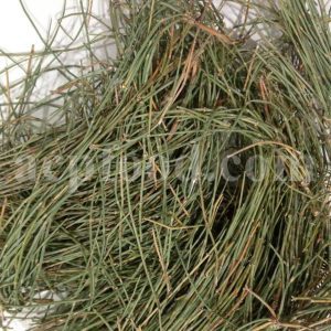 Bulk Ephedra for Sale. Ephedra intermedia stems Wholesaler, Supplier, Exporter and Provider. Buy High Quality Jointfir with the Best Price.