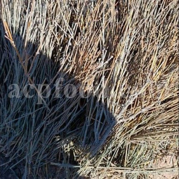 Bulk Ephedra for Sale. Ephedra intermedia stems Wholesaler, Supplier, Exporter and Provider. Buy High Quality Jointfir with the Best Price.