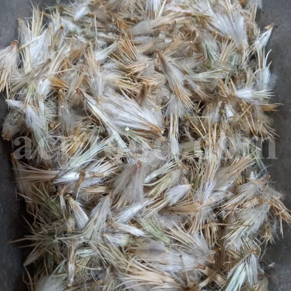 Bulk Dandelion flower for Sale. Taraxacum officinale flower Wholesaler, Supplier, Exporter and Provider. Buy High Quality Blowball flower with the Best Price.