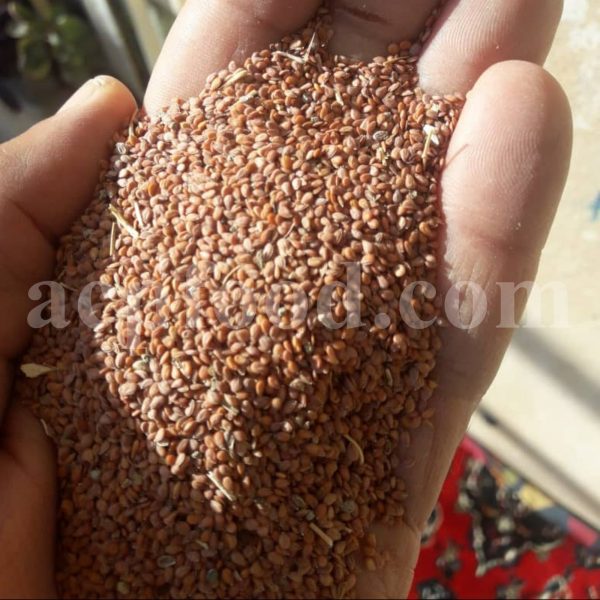 Bulk Alyssum Seeds for Sale. Alyssum alyssoides Seeds Wholesaler, Supplier, Exporter and Provider. Buy High Quality Pale Madwort Seed with the Best Price.
