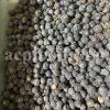 Best quality aromatic Bulk Juniper berries for sale. Juniperus sabina Wholesaler, Supplier, Exporter and Provider.