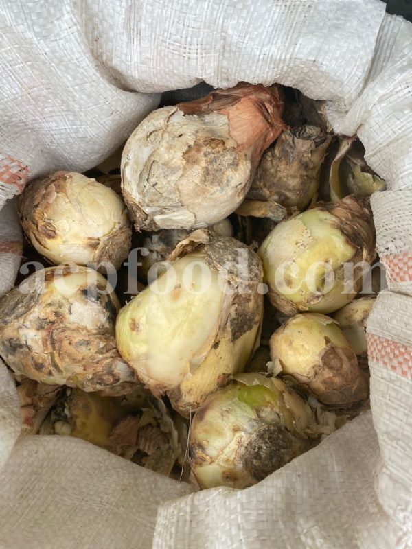 High Quality Squill Bulbs for Sale. Bulk Dried Drimia maritima bulbs Wholesaler, Supplier, Exporter and Provider. Buy Excellent Red Squill Bulb with the Best Price.