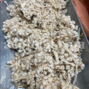 Excellent Dried Felty Germander for Sale. Bulk Dried Teucrium polium Flower Wholesaler, Supplier, Exporter and Provider. Buy the Best Quality Dried Poley Germander with the Best Price.