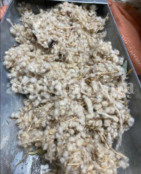 Excellent Dried Felty Germander for Sale. Bulk Dried Teucrium polium Flower Wholesaler, Supplier, Exporter and Provider. Buy the Best Quality Dried Poley Germander with the Best Price.