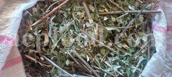 High Quality Dried Willow Leaves and Bark for Sale. Bulk Dried Salix fragilis Leaves and Bark Wholesaler, Supplier, Exporter and Provider. Buy Best Quality Dried Brittle Willow with the Best Price.