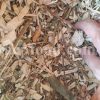 High Quality Dried Willow Leaves and Bark for Sale. Bulk Dried Salix fragilis Leaves and Bark Wholesaler, Supplier, Exporter and Provider. Buy Best Quality Dried Brittle Willow with the Best Price.